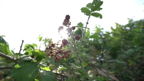 Blackberry Branches Glowing in Sunlight Stock Footage 317896965