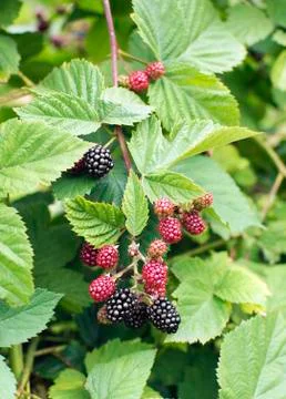 Blackberry bunch Foto stock