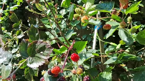 Blackberry Bush Stock Footage 287835891