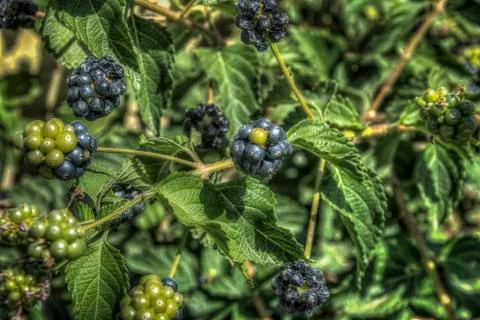 Blackberry Bush Stock Photos