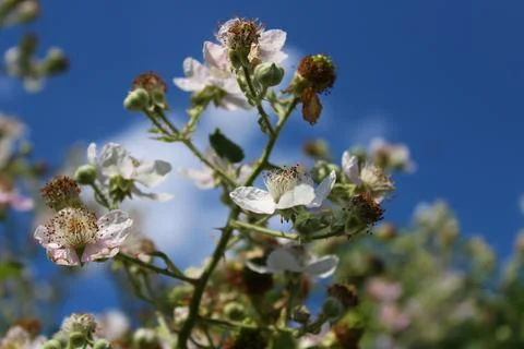 Blackberry bush Stock Photos