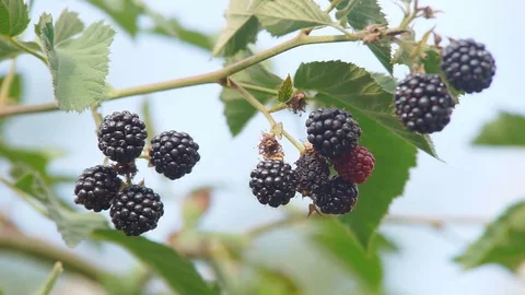 Blackberry on the bushes Stock Footage 79810937