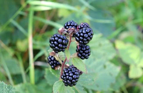 A blackberry cane with ripe berries in the garden Stock Photos