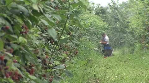 Blackberry collector Stock Footage 41128748