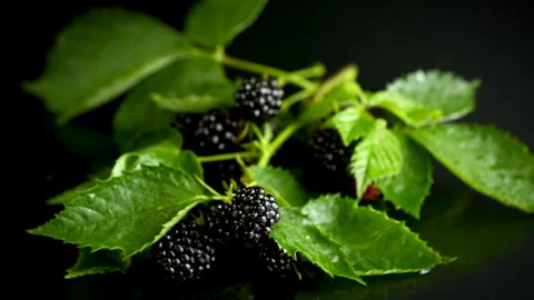 Blackberry composition with glossy reflection on black studio background Stock Footage 340415987