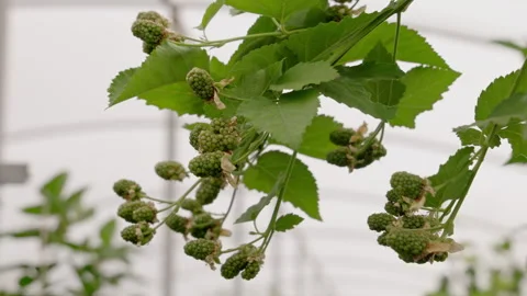 Blackberry cultivation close-up. Green unripe clusters on a branch in greenhouse Stock Footage 274982453