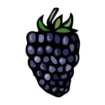 BlackBerry Doodle Style Vector Sketch, Isolated on White Background. Stock Illustration