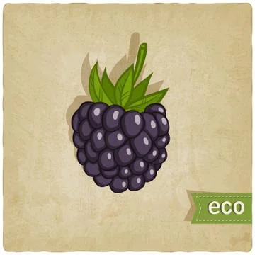 Blackberry eco background Stock Illustration