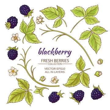 Blackberry elements vector set Stock Illustration