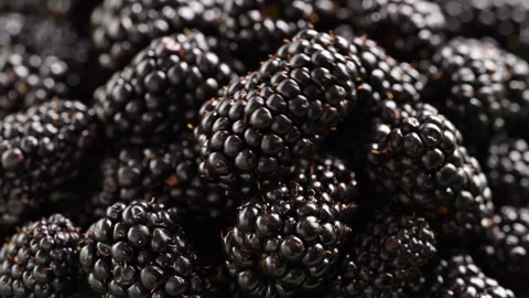 Blackberry falling in slow motion, healthy summer concept. Stock Footage 330060073