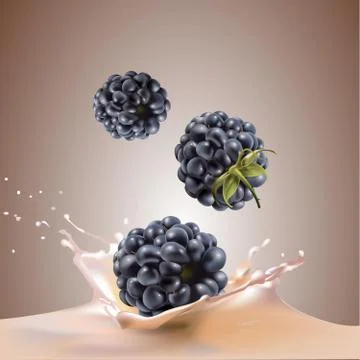Blackberry falls into milk. realistic vector illustration Stock Illustration