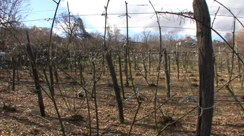 Blackberry field in the early spring Stock Footage 36112468