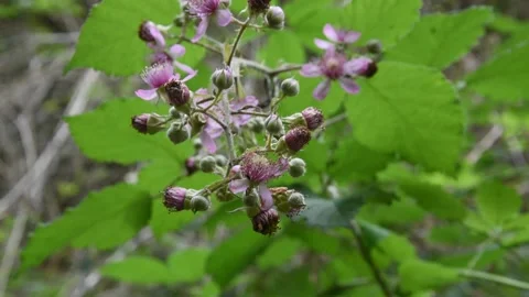Blackberry flowers Stock Footage 132745152