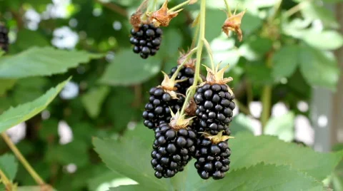 Blackberry Video stock 506319