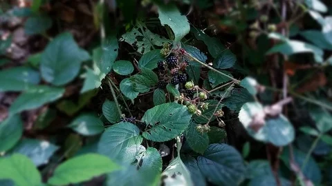 Blackberry in the forest Stock Footage 126603082