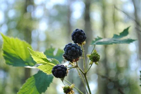 Blackberry-forest 写真素材