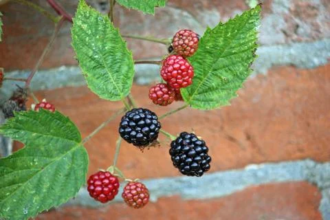 Blackberry fruit against wall Stock Photos