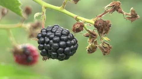 Blackberry fruit, closeup Stock Footage 41128766