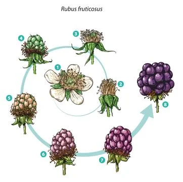Blackberry fruit development Stock Illustration