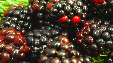 Blackberry Fruit Stock Footage 163285401
