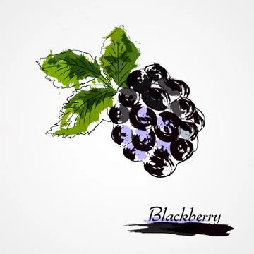 Blackberry Fruit Stock Illustration