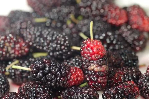 Blackberry fruit Stock Photos