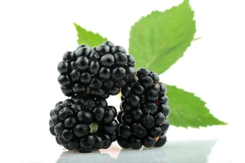 Blackberry fruit 스톡 사진