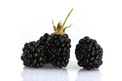 Blackberry fruit 스톡 사진