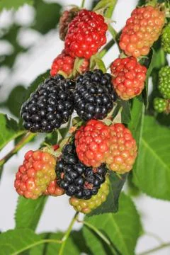 Blackberry fruit 스톡 사진