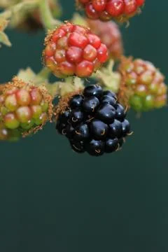 Blackberry fruit 스톡 사진