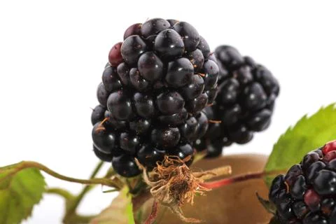 Blackberry fruit Foto stock