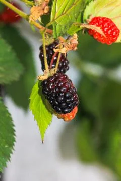 Blackberry fruit Foto stock