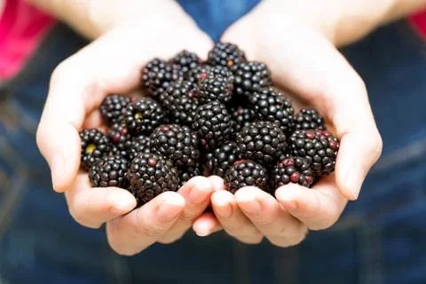 Blackberry fruit Stock Photos