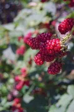 Blackberry in garden Stock Photos