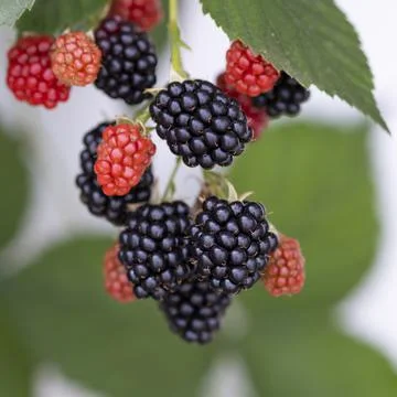 Blackberry in the garden Stock Photos