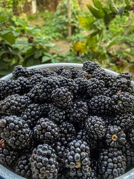 The blackberry on the ground Foto stock