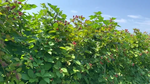 Blackberry growing concept Stock Footage 247472576
