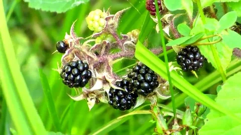 Blackberry grows Stock Footage 69084065