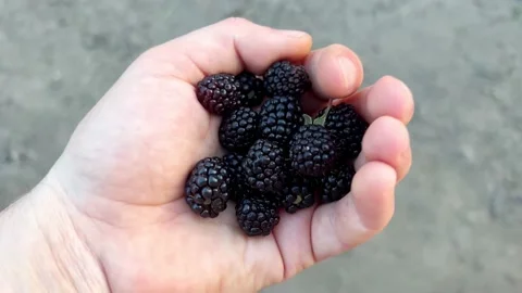 Blackberry in hand Stock Footage 202609524