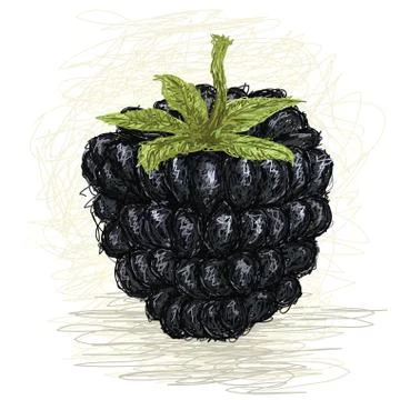 Blackberry Stock Illustration
