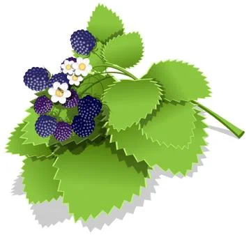 Blackberry Illustrazione stock