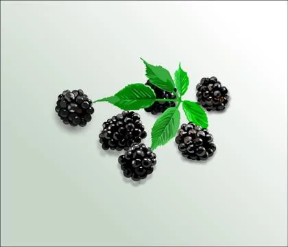 Blackberry Stock Illustration