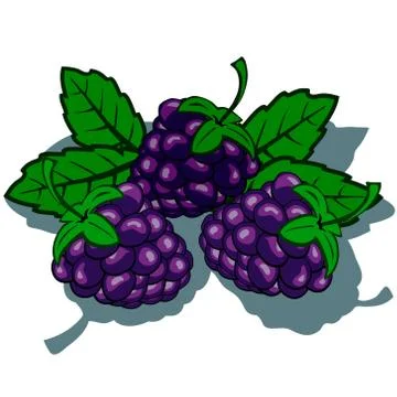 Blackberry Illustrazione stock