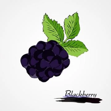 Blackberry Stock Illustration