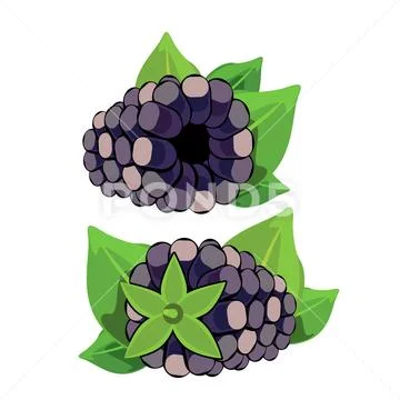 Blackberry illustration. vector illustration Stock Illustration