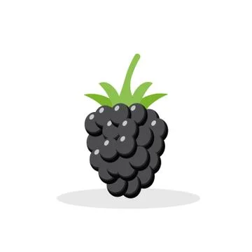 Blackberry isolated on white background. Vector illustration. Stock Illustration