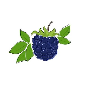 Blackberry Isolated on White Illustrazione stock