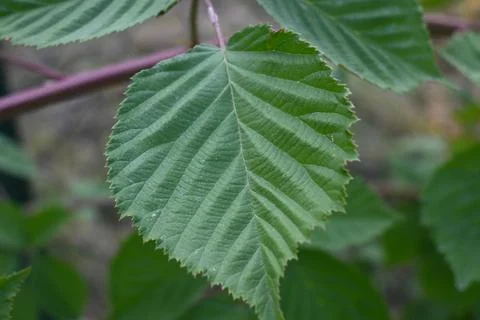 Blackberry leaf close-up Stock-Fotos