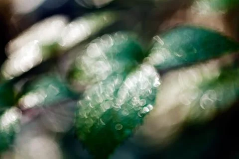 Blackberry leaf closeup Stock Photos