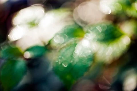 Blackberry leaf closeup Stock Photos